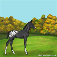 Horse Color:Blue Roan Blanket 