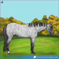 Horse Color:Blue Roan Snowflake Varnish 