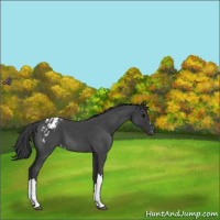 Horse Color:Blue Roan Appaloosa 