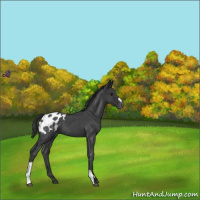 Horse Color:Blue Roan Blanket 