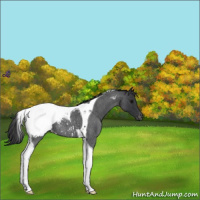 Horse Color:Blue Roan Tobiano Snowcap 