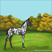 Horse Color:Blue Roan Near Leopard 