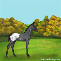 Horse Color:Blue Roan Snowcap 