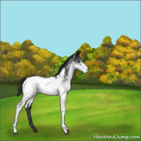 Horse Color:White Spotted Blue Roan Snowcap 