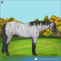 Horse Color:Blue Roan Varnish 