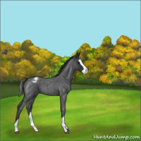 Horse Color:Blue Roan Splash Varnish