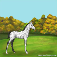 Horse Color:Blue Roan Appaloosa