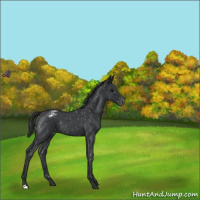 Horse Color:Blue Roan Snowflake Varnish