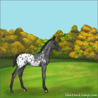 Horse Color:Blue Roan Appaloosa 