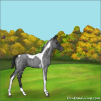 Horse Color:Blue Roan Tobiano Appaloosa 