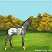 Horse Color:Smoky Blue Roan Appaloosa 