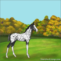 Horse Color:Blue Roan Splash Near Leopard 