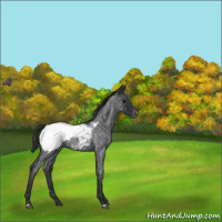 Horse Color:Blue Roan Snowcap 