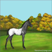 Horse Color:Blue Roan Appaloosa 