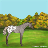 Horse Color:Silver Blue Roan Appaloosa 
