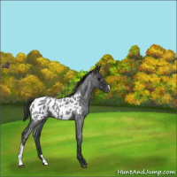 Horse Color:Blue Roan Near Leopard 