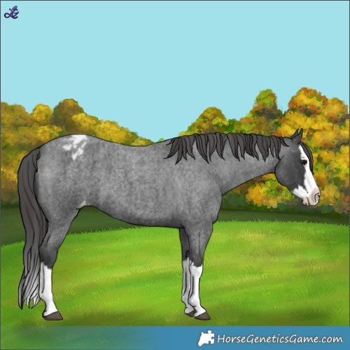 Horse Color:Blue Roan Splash Appaloosa 