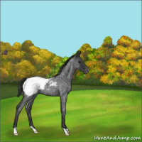 Horse Color:Blue Roan Snowcap 