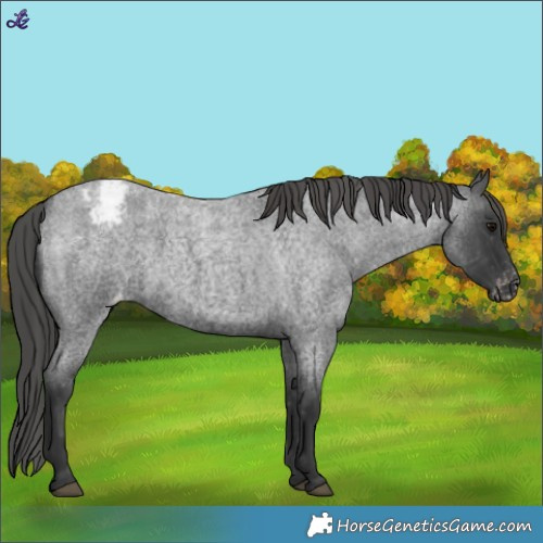 Horse Color:Blue Roan Appaloosa 