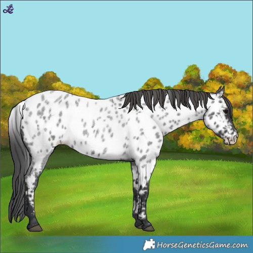 Horse Color:Blue Roan Appaloosa 