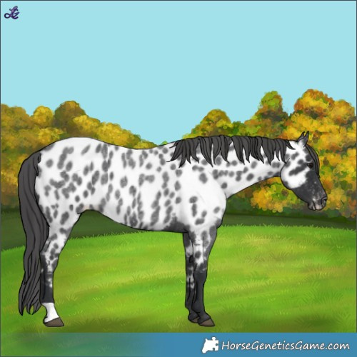 Horse Color:Blue Roan Appaloosa 