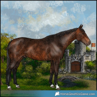 Horse Color:Bay Ice 