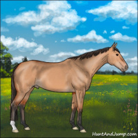 Horse Color:Bay Dun 