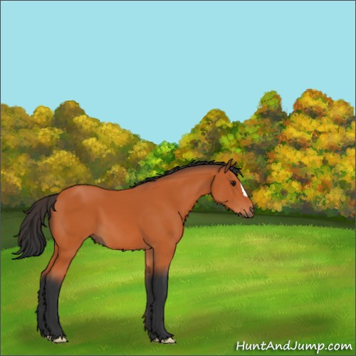 Horse Color:Bay 