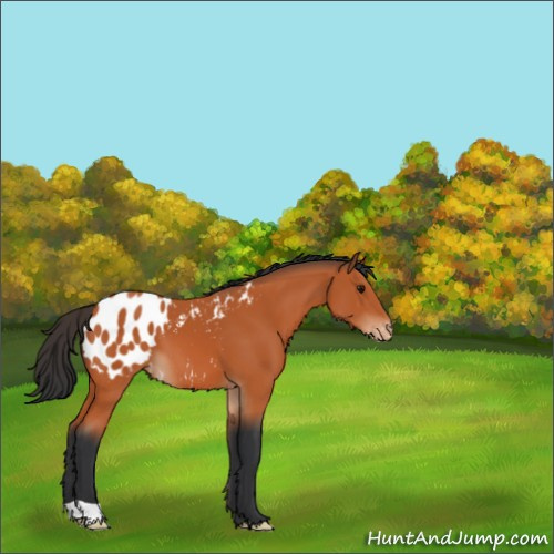 Horse Color:Bay Appaloosa 