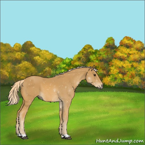 Horse Color:Palomino 