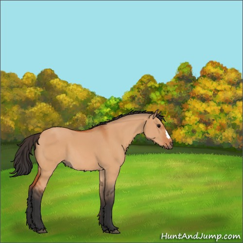 Horse Color:Bay Dun 