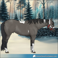 Horse Color:Grullo Tobiano Rabicano