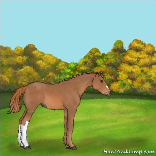 Horse Color:Chestnut 