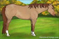 Horse Color:Red Dun