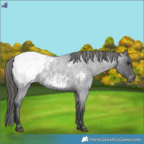 Horse Color:Blue Roan Appaloosa 