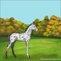 Horse Color:Blue Roan Leopard 