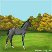 Horse Color:Blue Roan Tobiano Appaloosa