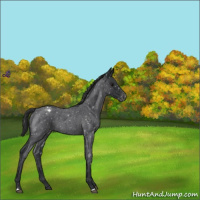 Horse Color:Blue Roan Snowflake Varnish 
