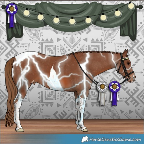 Horse Color:Chestnut Tobiano Appaloosa 
