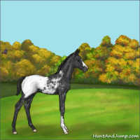Horse Color:Blue Roan Snowcap 