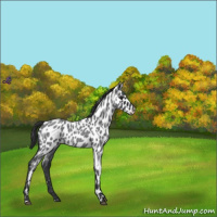 Horse Color:Blue Roan Appaloosa 