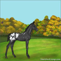 Horse Color:Blue Roan Appaloosa 