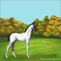 Horse Color:Blue Roan Tobiano Near Fewspot 