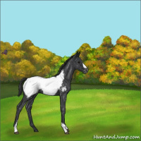 Horse Color:Blue Roan Appaloosa 