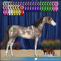 Horse Color:Liver Chestnut Sabino 