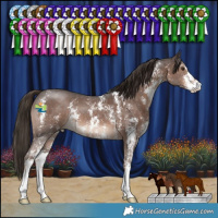 Horse Color:Liver Chestnut Sabino 