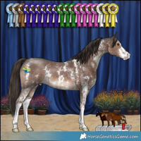 Horse Color:Liver Chestnut Sabino 