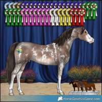 Horse Color:Liver Chestnut Sabino