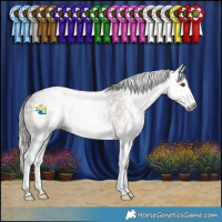 Horse Color:Gray Liver Chestnut Sabino Splash 
