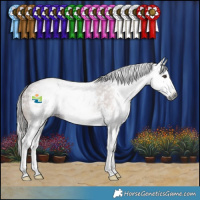 Horse Color:Gray Liver Chestnut Sabino Splash 
